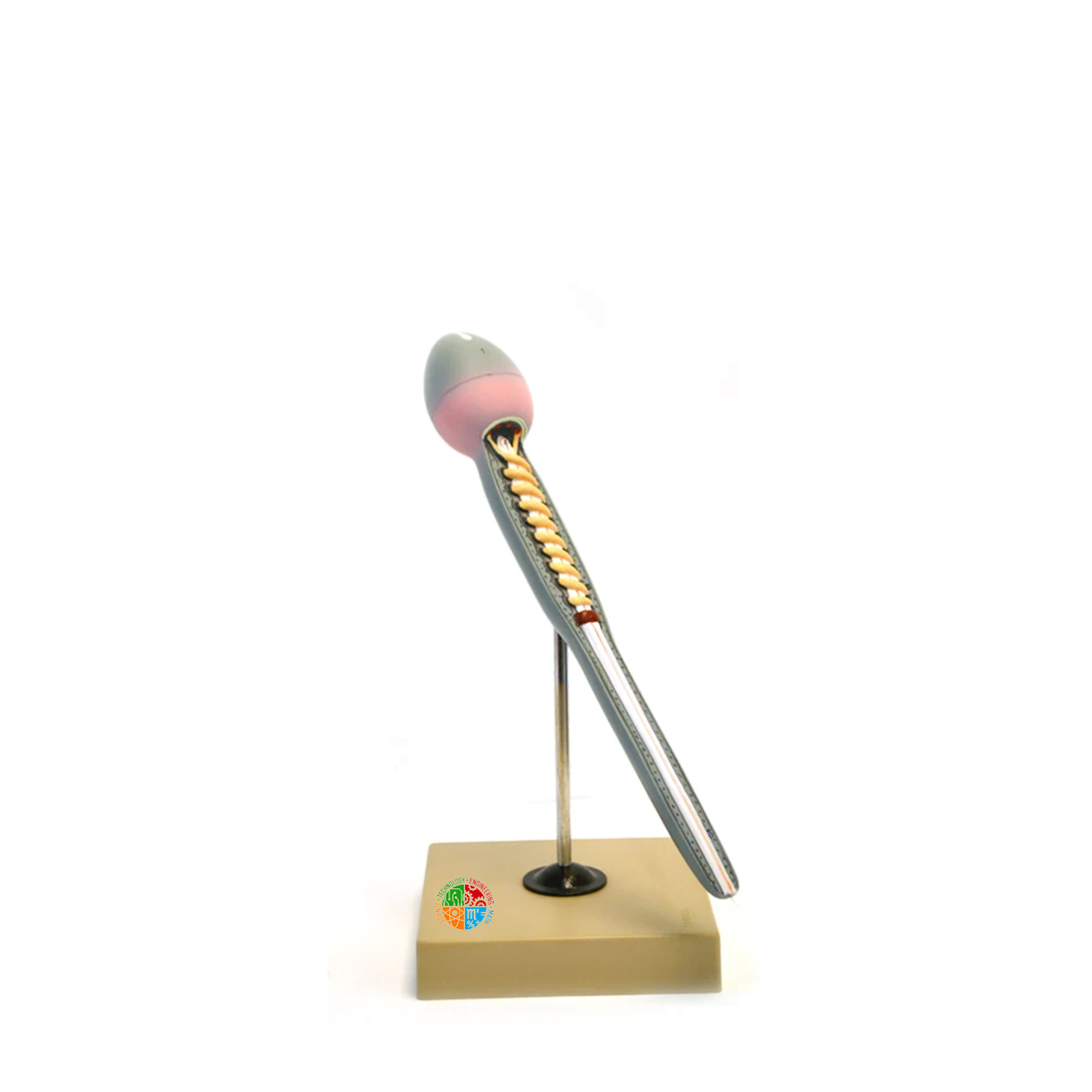 Model: Human Sperm